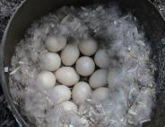 wood duck hatching eggs